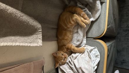 BKH Perser Mix Kitten/Kätzchen (Britisch Kurzhaar/Britischkurzhaar/Perser)