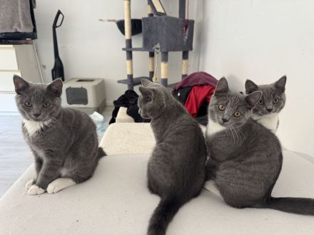 Kitten abzugeben