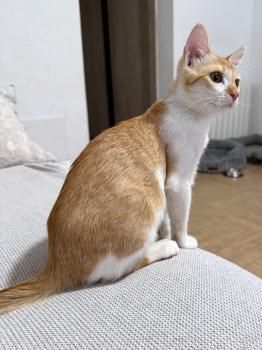 Ayla