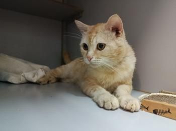 Alfonso