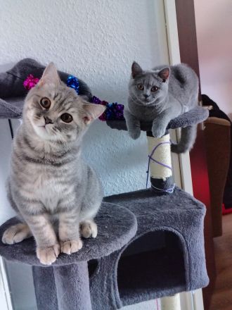 Reinrassige BKH Kitten (5 Monate) – Bube (Tabby) & Mädchen (Blau) 🐾