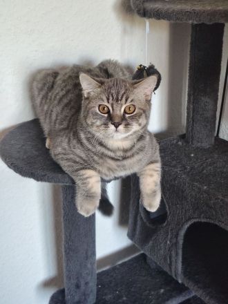 Reinrassige BKH Kitten (5 Monate) – Bube (Tabby) & Mädchen (Blau) 🐾