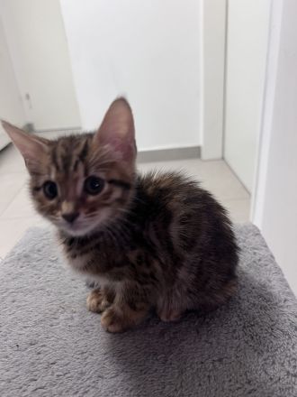 wunderschöne Bengal Kitten