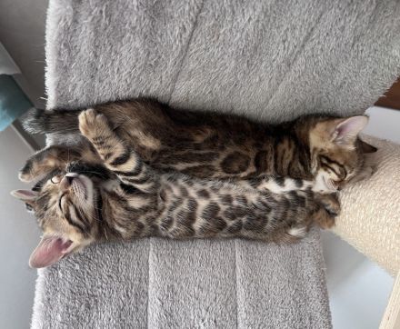 wunderschöne Bengal Kitten