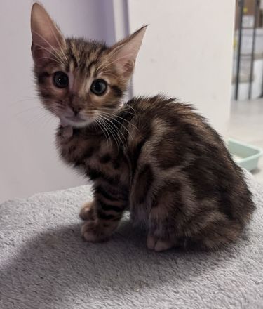 wunderschöne Bengal Kitten