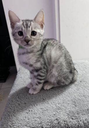 wunderschöne Bengal Kitten