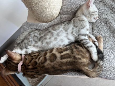 wunderschöne Bengal Kitten