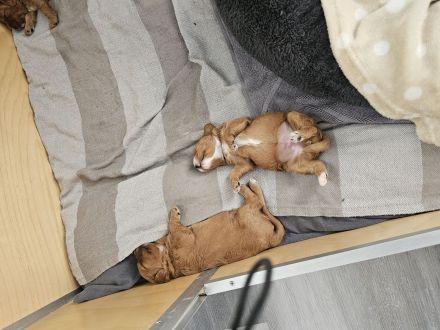 Wunderschöne cavapoo welpen