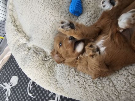 Wunderschöne cavapoo welpen