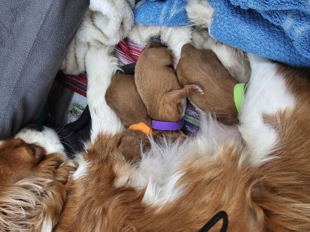 Wunderschöne cavapoo welpen