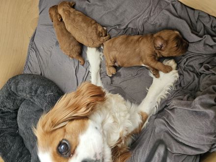 Wunderschöne cavapoo welpen