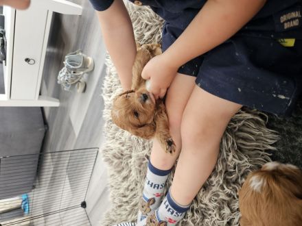 Wunderschöne cavapoo welpen