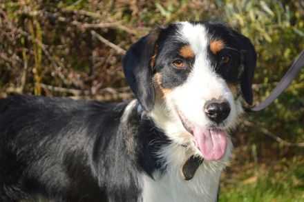 BENN, Schnauzer/Appenzeller/Entlebucher Mischling (kastriert) SGB 590,00 €