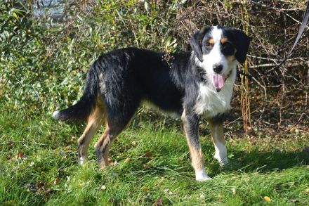 BENN, Schnauzer/Appenzeller/Entlebucher Mischling (kastriert) SGB 590,00 €