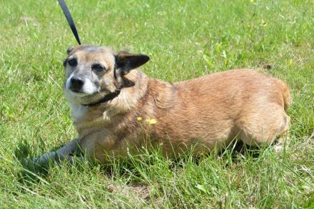 JOJO, Pinscher Mischling (kastriert) SGB 625,00 €