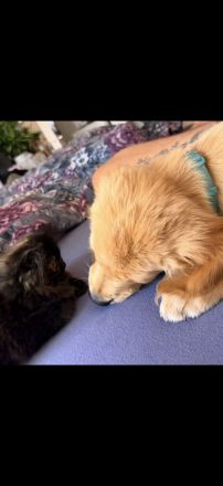 Reinrassige Perserkatze weiblich geimpft