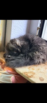 Reinrassige Perserkatze weiblich geimpft