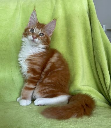 Maine Coon Mädchen in red cl. tabby white
