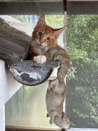 Maine Coon Mädchen in red cl. tabby white