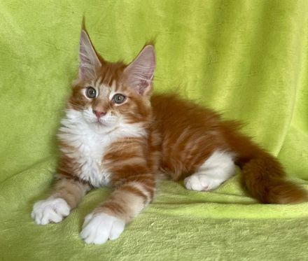 Maine Coon Mädchen in red cl. tabby white