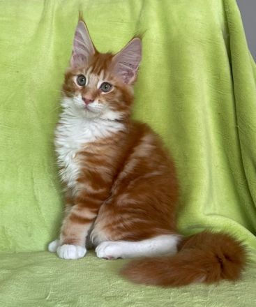Maine Coon Mädchen in red cl. tabby white