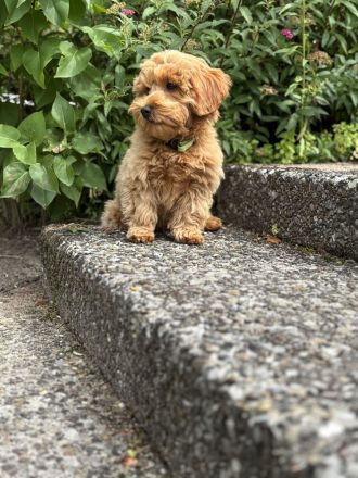 Junge Maltipoo Hündin abzugeben