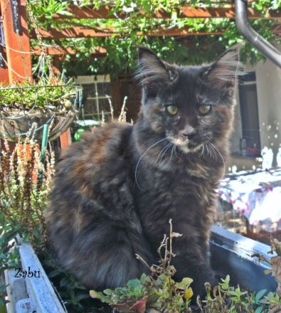 Typvolle Maine Coon Kitten mit Stammbaum
