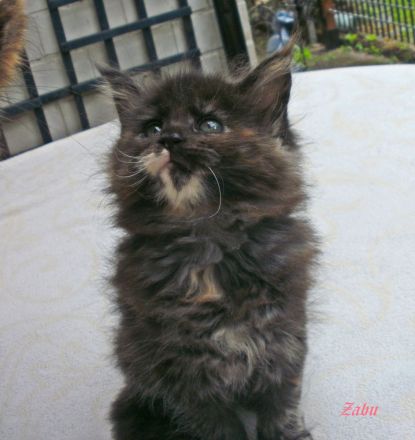 Typvolle Maine Coon Kitten mit Stammbaum
