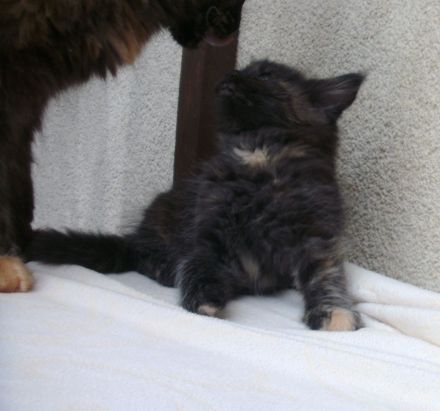 Typvolle Maine Coon Kitten mit Stammbaum