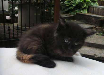Typvolle Maine Coon Kitten mit Stammbaum