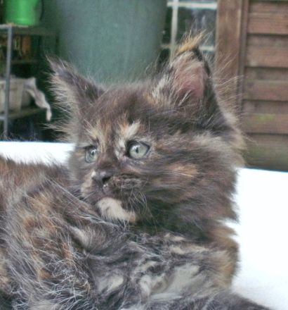 Typvolle Maine Coon Kitten mit Stammbaum