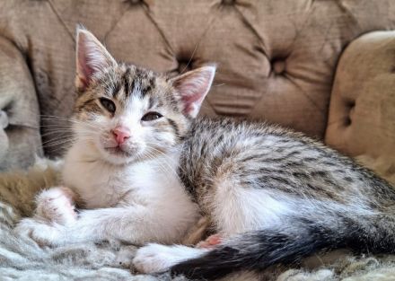 Kitten vom Bauernhof