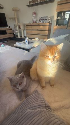 2 BKH Katzen suchen ein liebevolles zuhause