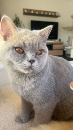 2 BKH Katzen suchen ein liebevolles zuhause