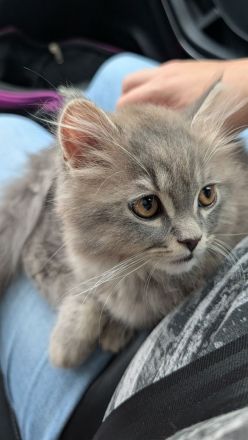 Zuckersüßes BLH Kitten