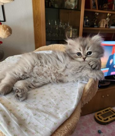 2 Perserkitten suchen ein wunderschönes Zuhause