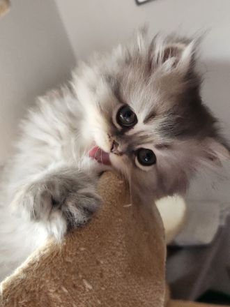 2 Perserkitten suchen ein wunderschönes Zuhause