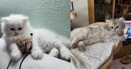 2 Perserkitten suchen ein wunderschönes Zuhause