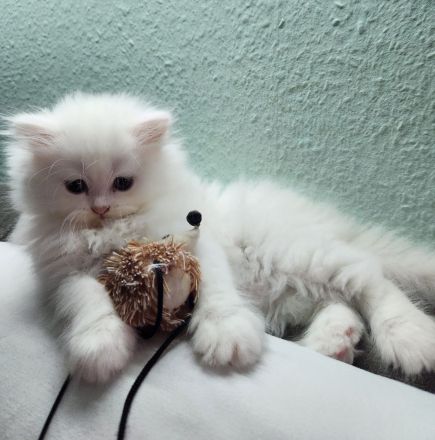 2 Perserkitten suchen ein wunderschönes Zuhause