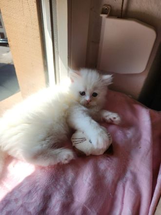 2 Perserkitten suchen ein wunderschönes Zuhause
