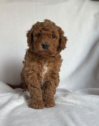 Lagotto Doodle x Zwergpudel Welpen