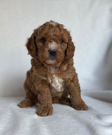 Lagotto Doodle x Zwergpudel Welpen