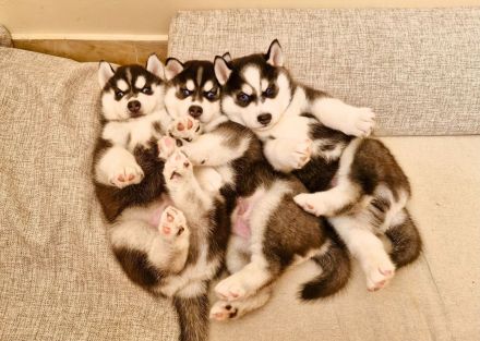 Sibirische Husky-Welpen zu verkaufen