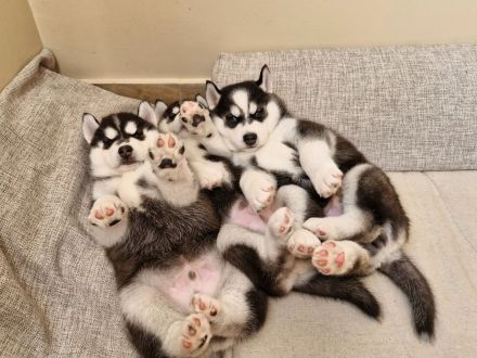 Sibirische Husky-Welpen zu verkaufen