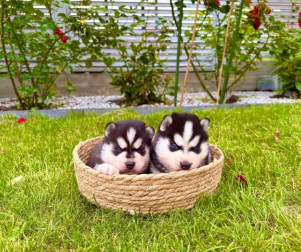 Sibirische Husky-Welpen zu verkaufen