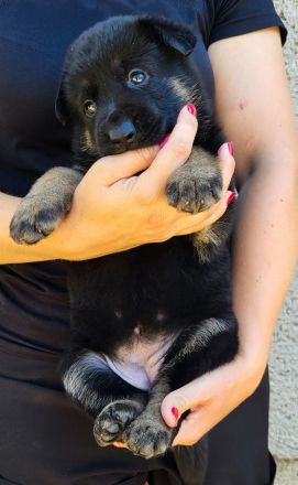 Deutsche Schäferhund Welpen FCI