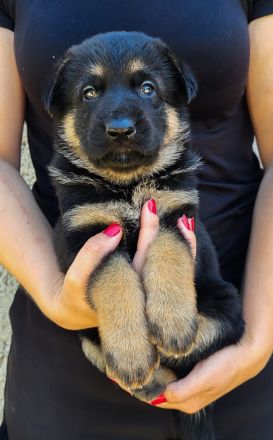 Deutsche Schäferhund Welpen FCI