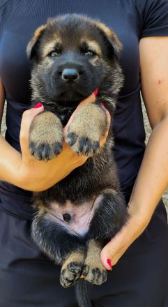 Deutsche Schäferhund Welpen FCI