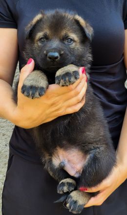 Deutsche Schäferhund Welpen FCI