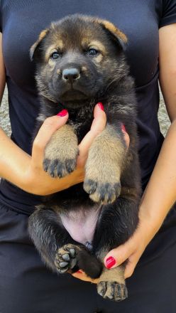 Deutsche Schäferhund Welpen FCI